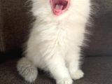 Secereli British Longhair Yavrularım