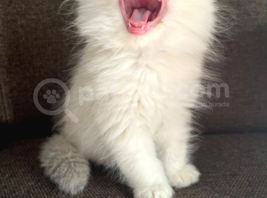 Secereli British Longhair Yavrularım görsel