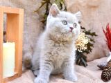 Sütlü Kahvemiz Lilac British Shorthair