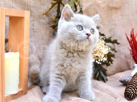 Sütlü Kahvemiz Lilac British Shorthair görsel
