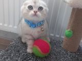 Bal Surat Bu Ball