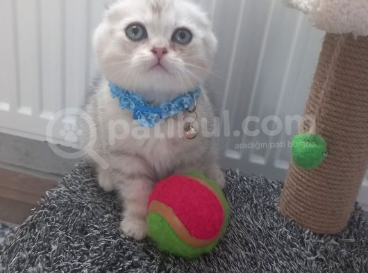 Bal Surat Bu Ball görsel