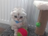 Bal Surat Bu Ball
