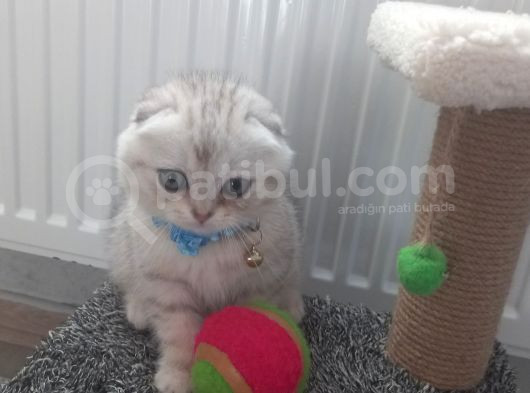 Bal Surat Bu Ball görsel