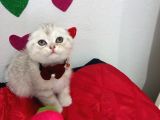 Bal Surat Bu Ball