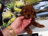 Çok Tatlı Orijinal Toy Poodle Yavrusu