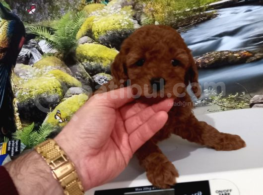 Çok Tatlı Orijinal Toy Poodle Yavrusu