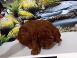 Çok Tatlı Orijinal Toy Poodle Yavrusu