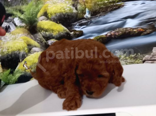 Çok Tatlı Orijinal Toy Poodle Yavrusu görsel