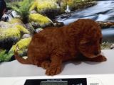 Çok Tatlı Orijinal Toy Poodle Yavrusu