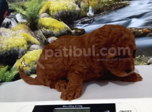Çok Tatlı Orijinal Toy Poodle Yavrusu görsel