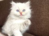 Secereli British Longhair Yavrularım