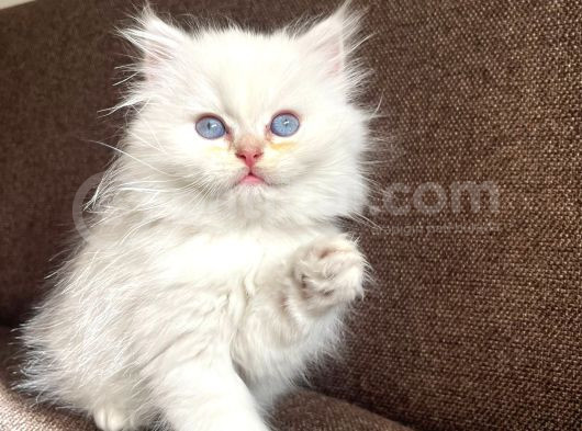 Secereli British Longhair Yavrularım görsel