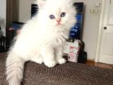 Secereli British Longhair Yavrularım