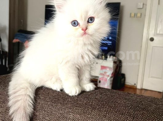 Secereli British Longhair Yavrularım görsel