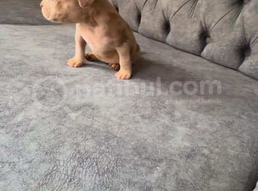Efsane Exotic Ve Yasal Bully Yavruları görsel