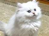Secereli British Longhair Yavrularım