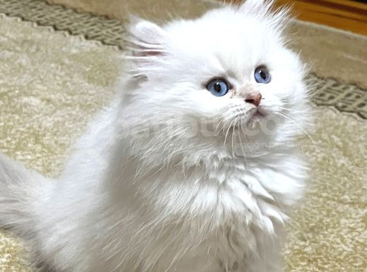 Secereli British Longhair Yavrularım görsel