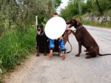 Mükemmel Dev Doberman Yavruları