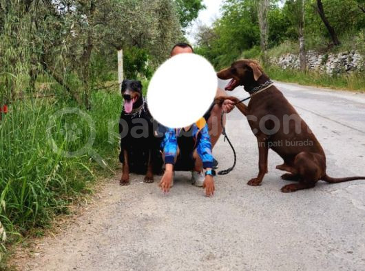 Mükemmel Dev Doberman Yavruları görsel