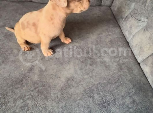 Efsane Exotic Ve Yasal Bully Yavruları görsel