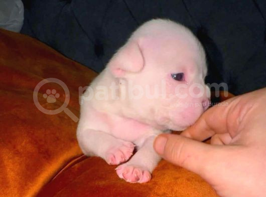 Efsane Exotic Ve Yasal Bully Yavruları görsel