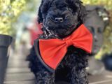 Si̇yah İnci̇ A Kali̇te Poodle Bebekler