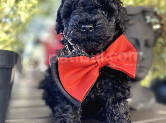 Si̇yah İnci̇ A Kali̇te Poodle Bebekler görsel