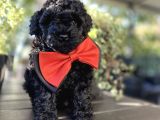 Si̇yah İnci̇ A Kali̇te Poodle Bebekler
