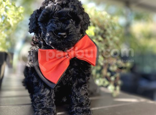 Si̇yah İnci̇ A Kali̇te Poodle Bebekler görsel