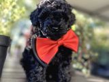 SİYAH İNCİ A KALİTE POODLE BEBEKLER