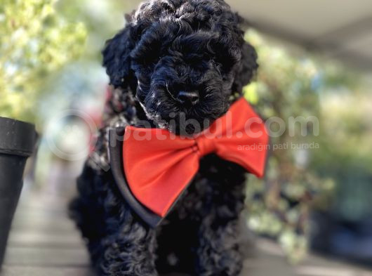 Si̇yah İnci̇ A Kali̇te Poodle Bebekler