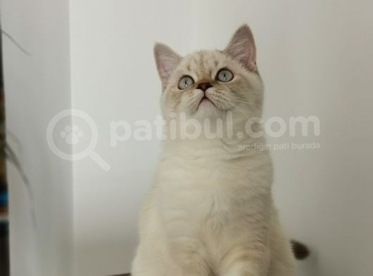 7 Aylık Erkek British Shorthair Aile Arıyoruz görsel