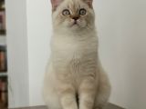 7 Aylık Erkek British Shorthair Aile Arıyoruz