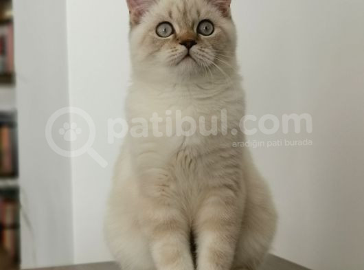 7 Aylık Erkek British Shorthair Aile Arıyoruz görsel
