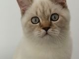 7 aylık erkek british shorthair aile arıyoruz