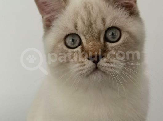 7 Aylık Erkek British Shorthair Aile Arıyoruz