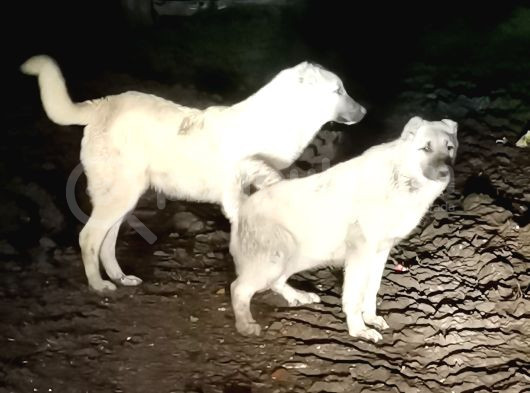 Mal Içinde Büyümüş Kangallar görsel