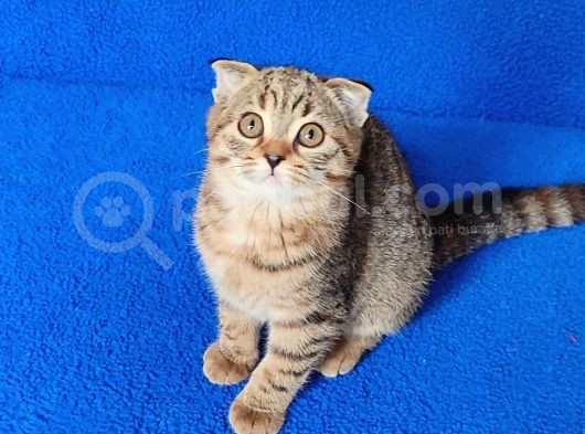 Evet Şaka Deği̇l Gerçek Mesaj Atin Si̇zde Şaşirin görsel