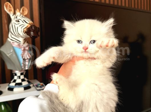 British Longhair Dişi Erkek Yavrular görsel