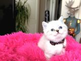 Top Kafa Ayıcık Surat British Shorthair Yavrular