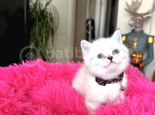 Top Kafa Ayıcık Surat British Shorthair Yavrular görsel
