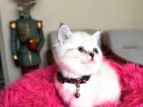 Top Kafa Ayıcık Surat British Shorthair Yavrular