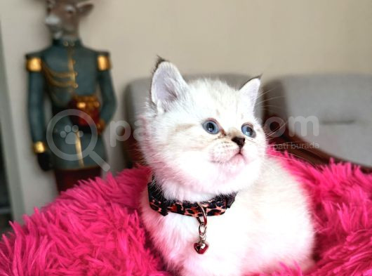 Top Kafa Ayıcık Surat British Shorthair Yavrular görsel