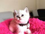 Top Kafa Ayıcık Surat British Shorthair Yavrular