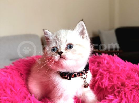 Top Kafa Ayıcık Surat British Shorthair Yavrular görsel