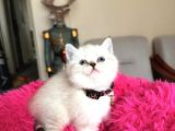 Top Kafa Ayıcık Surat British Shorthair Yavrular