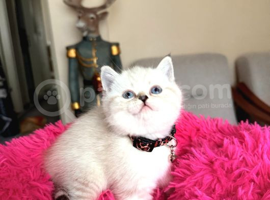 Top Kafa Ayıcık Surat British Shorthair Yavrular görsel