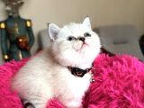 Top Kafa Ayıcık Surat British Shorthair Yavrular