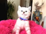 Top Kafa Ayıcık Surat British Shorthair Yavrular